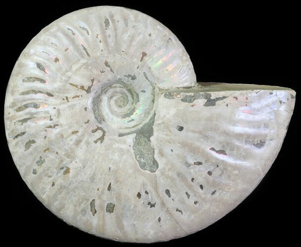 Silver Iridescent Ammonite - Madagascar #61501